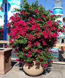 Brighter Blooms Barbara Karst Bougainvillea SHOP ALL 13 Brighter Blooms Barbara Karst Bougainvillea SHOP ALL
