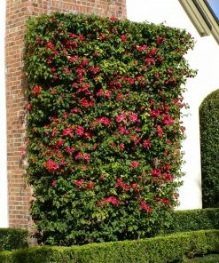 Brighter Blooms New Patio Plants Barbara Karst Bougainvillea