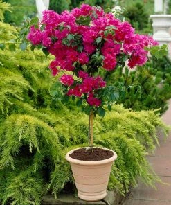 Brighter Blooms Barbara Karst Bougainvillea SHOP ALL 11 Brighter Blooms Barbara Karst Bougainvillea SHOP ALL
