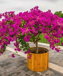Brighter Blooms New Patio Plants Barbara Karst Bougainvillea