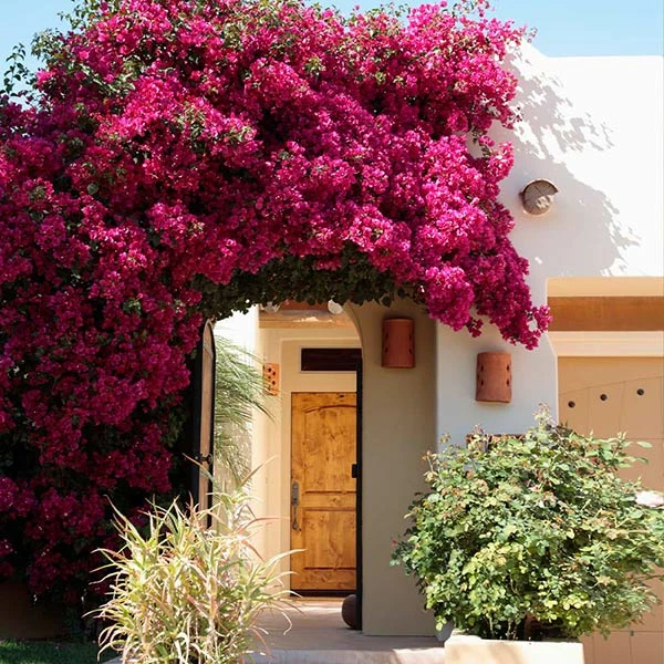 Brighter Blooms Barbara Karst Bougainvillea SHOP ALL 1 Brighter Blooms Barbara Karst Bougainvillea SHOP ALL