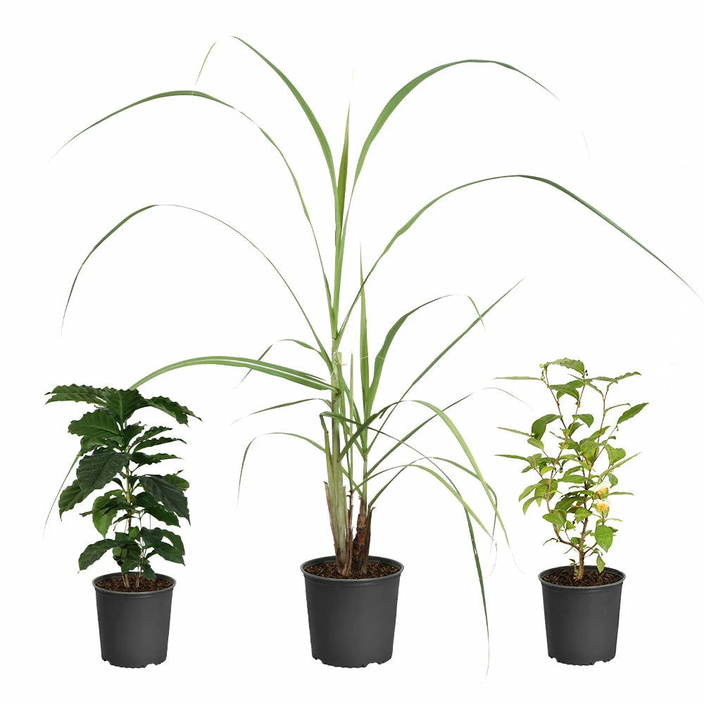 Brighter Blooms Barista Kit 2 Brighter Blooms Barista Kit