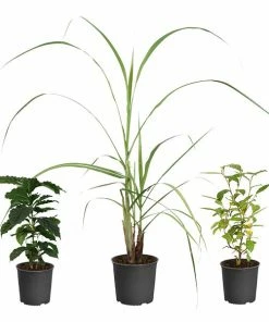 Brighter Blooms Barista Kit