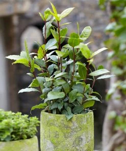 Brighter Blooms Evergreen & Privacy Bay Laurel Tree