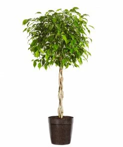 Brighter Blooms Benjamina Ficus Tree SHOP ALL
