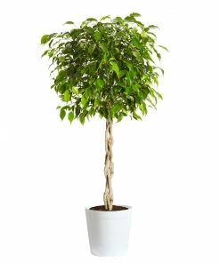Brighter Blooms Benjamina Ficus Tree SHOP ALL