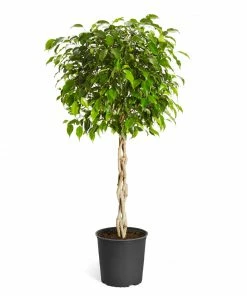 Brighter Blooms Benjamina Ficus Tree SHOP ALL
