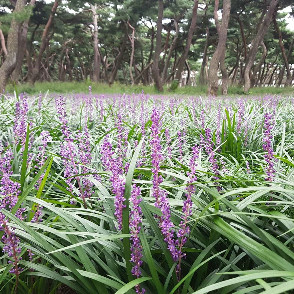 Brighter Blooms Big Blue Liriope Plant Ornamental Grasses 2 Brighter Blooms Big Blue Liriope Plant Ornamental Grasses