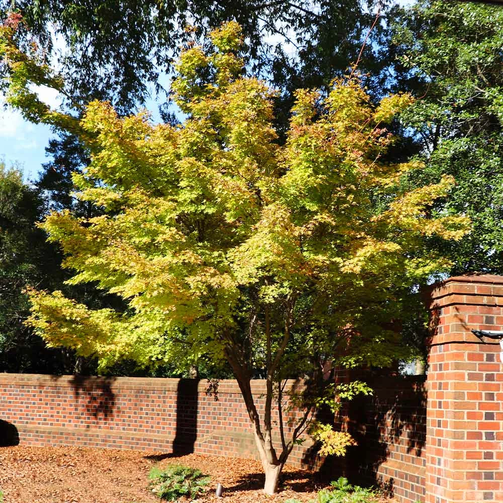 Brighter Blooms Japanese Maples Bihou Japanese Maple Tree 2 Brighter Blooms Japanese Maples Bihou Japanese Maple Tree
