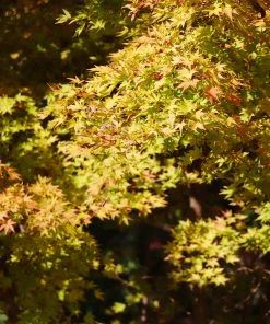 Brighter Blooms Japanese Maples Bihou Japanese Maple Tree 7 Brighter Blooms Japanese Maples Bihou Japanese Maple Tree