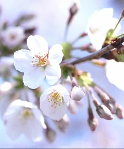 Brighter Blooms Dwarf Bing Cherry Cherry Trees 7 Brighter Blooms Dwarf Bing Cherry Cherry Trees