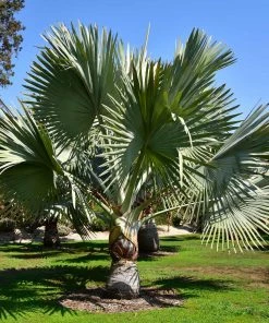 Brighter Blooms Bismarck Palm Tree 9 Brighter Blooms Bismarck Palm Tree