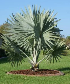 Brighter Blooms Bismarck Palm Tree