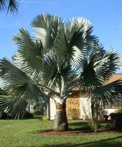 Brighter Blooms Bismarck Palm Tree 8 Brighter Blooms Bismarck Palm Tree