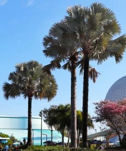 Brighter Blooms Bismarck Palm Tree 7 Brighter Blooms Bismarck Palm Tree