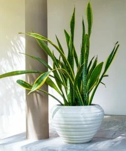 Brighter Blooms SHOP ALL Snake Plant