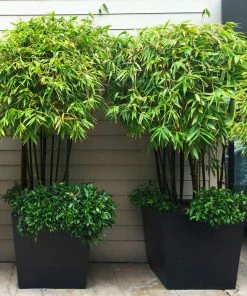 Brighter Blooms Arborvitae Trees Black Bamboo Plant