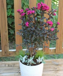 Brighter Blooms Black Diamond® Mystic Magenta™ Crape Myrtle Tree Flowering Trees