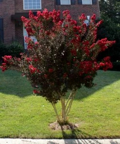Brighter Blooms Black Diamond® Best Red™ Crape Myrtle Tree