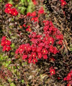 Brighter Blooms Black Diamond® Best Red™ Crape Myrtle Tree