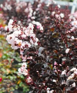 Brighter Blooms Black Diamond® Pure White Crape Myrtle Tree
