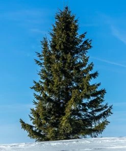 Brighter Blooms Evergreen & Privacy Black Hills Spruce Tree