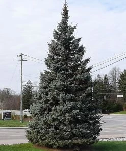Brighter Blooms Evergreen & Privacy Black Hills Spruce Tree
