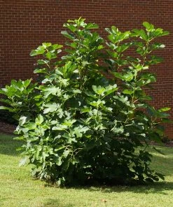 Brighter Blooms Black Mission Fig Tree