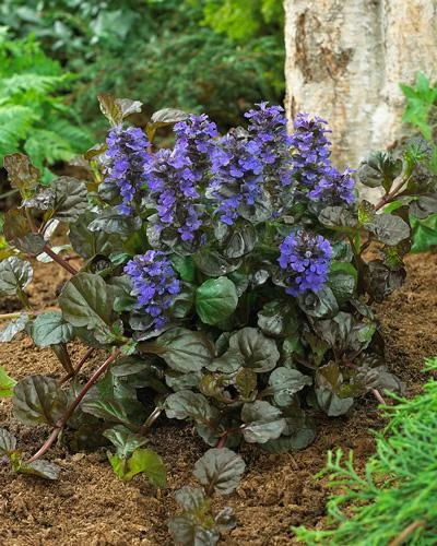 Brighter Blooms Black Scallop Ajuga Plant 2 Brighter Blooms Black Scallop Ajuga Plant