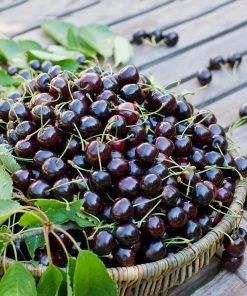 Brighter Blooms Dwarf Black Tartarian Cherry Tree Fruit Trees