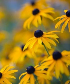 Brighter Blooms Perennials Goldsturm Black-Eyed Susan