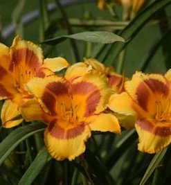 Brighter Blooms Blackeyed Stella Daylily