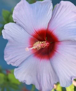 Brighter Blooms Shrubs & Hedges Summer Spice® Hardy Hibiscus Bleu Brulee™
