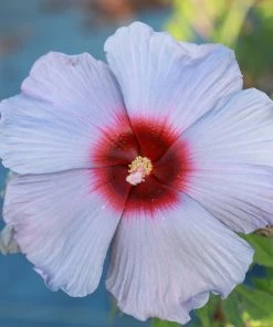 Brighter Blooms Shrubs & Hedges Summer Spice® Hardy Hibiscus Bleu Brulee™