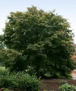 Brighter Blooms Bloodgood Japanese Maple Tree