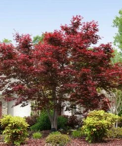 Brighter Blooms Bloodgood Japanese Maple Tree