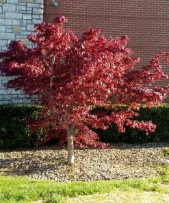 Brighter Blooms Bloodgood Japanese Maple Tree