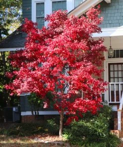 Brighter Blooms Bloodgood Japanese Maple Tree