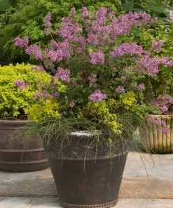 Brighter Blooms Bloomerang® Purple Reblooming Lilac Shrub Shrubs & Hedges