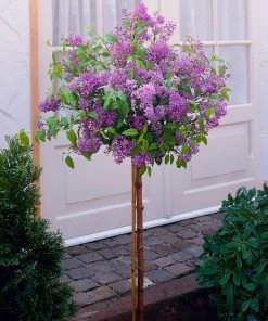 Brighter Blooms Bloomerang Purple Lilac Tree Lilac Shrubs