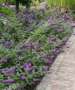 Brighter Blooms Lo And Behold Bluechip Butterfly Bush SHOP ALL