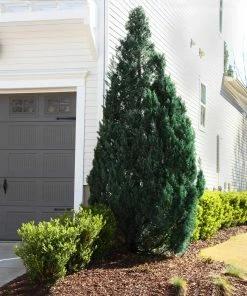 Brighter Blooms Juniper Trees Blue Point Juniper Tree 6 Brighter Blooms Juniper Trees Blue Point Juniper Tree