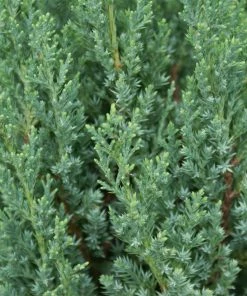 Brighter Blooms Juniper Trees Blue Point Juniper Tree