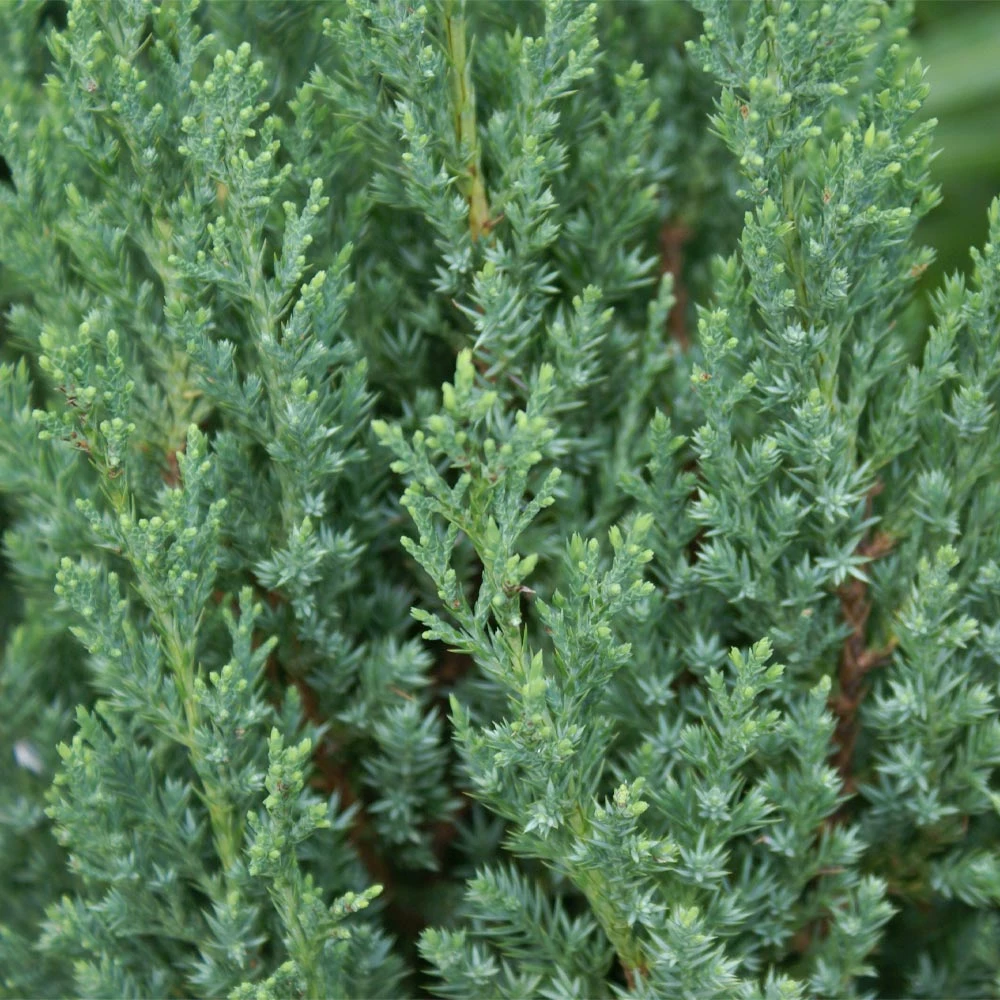 Brighter Blooms Juniper Trees Blue Point Juniper Tree 2 Brighter Blooms Juniper Trees Blue Point Juniper Tree