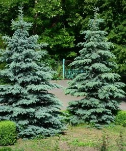 Brighter Blooms Blue Wonder Spruce Tree Evergreen & Privacy