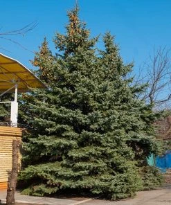 Brighter Blooms Blue Wonder Spruce Tree Evergreen & Privacy