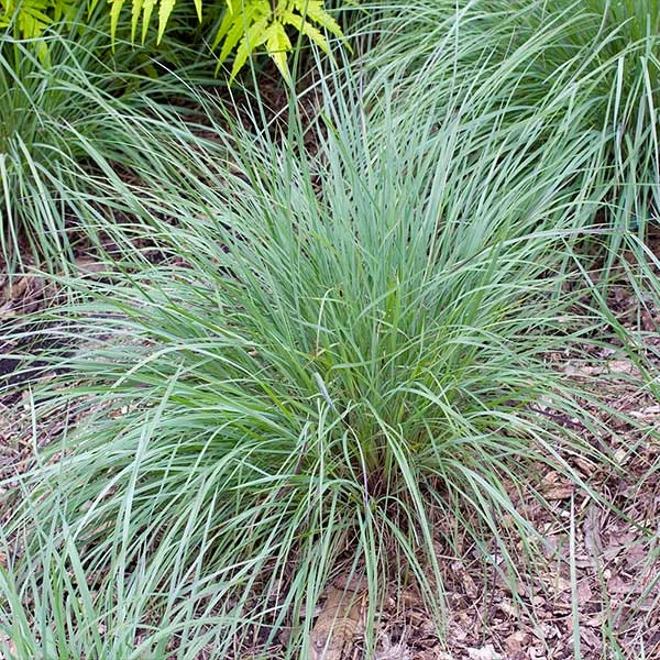 Brighter Blooms Blues Little Bluestem Grass Ornamental Grasses 1 Brighter Blooms Blues Little Bluestem Grass Ornamental Grasses