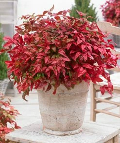 Brighter Blooms Blush Pink™ Nandina Shrub