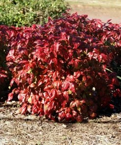 Brighter Blooms Blush Pink™ Nandina Shrub