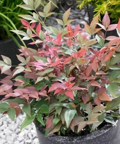 Brighter Blooms Blush Pink™ Nandina Shrub